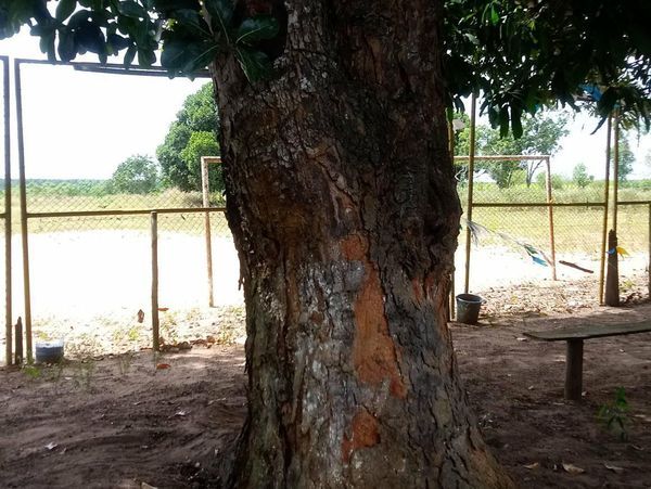 VENDO P? DE JAQUEIRA